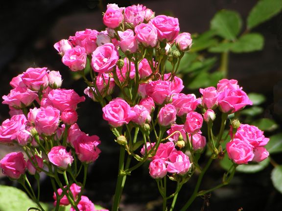 Verdun photo ver2012_06140007_zps517fd3c9.jpg